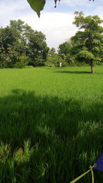 Scenic view of field against sky