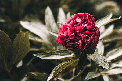 Close-up of red rose