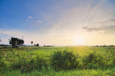 Scenic view of field against sky