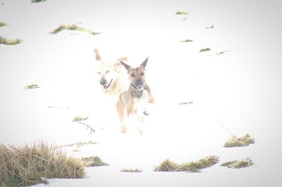 Close-up of dog