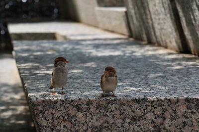 Birds perching on retaining wall