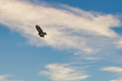 Low angle view of eagle flying in sky