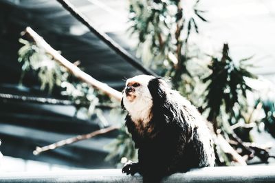 Close-up of a dog looking away