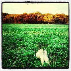 Trees on grassy field