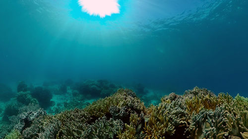 View of coral in sea