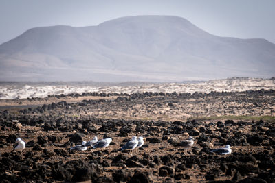 A group of seagulls