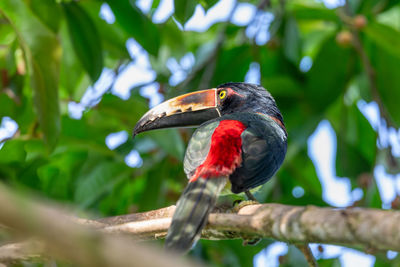 Low angle view of bird perching on branch