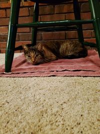 Cat sleeping on rug under a chair