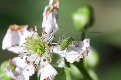 Close-up of insect on flower