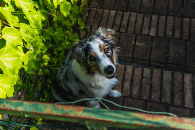 High angle portrait of dog by plants