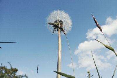 Low angle view of flower against sky