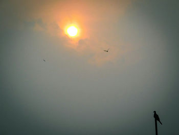 Low angle view of bird flying in sky