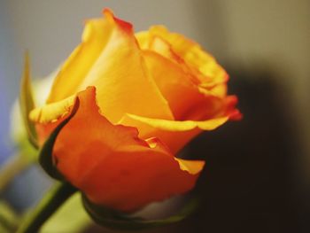 Close-up of yellow flower