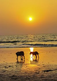 Dogs at beach during sunset