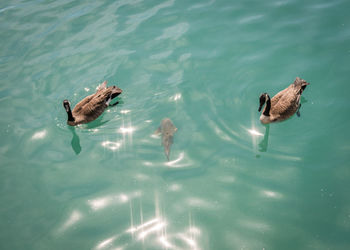 High angle view of ducks swimming in lake