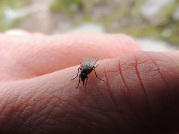 Close-up of housefly on hand
