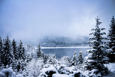 Scenic view of snow covered land and trees against sky