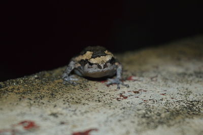 Close-up of lizard