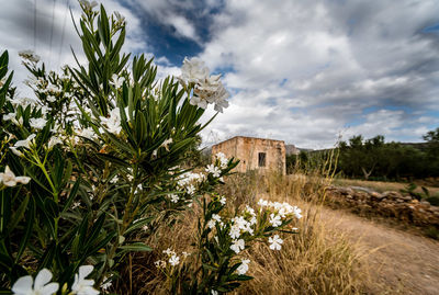 Plants growing on field by building against sky