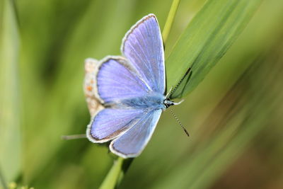 Close-up of insect on flower