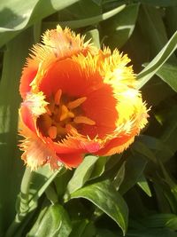 Close-up of flower blooming outdoors