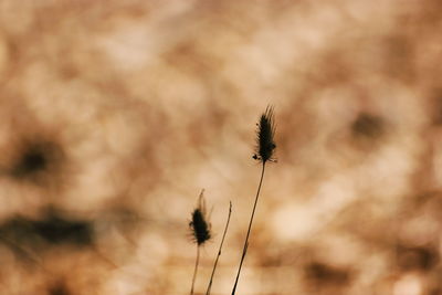 Close-up of a plant against blurred background
