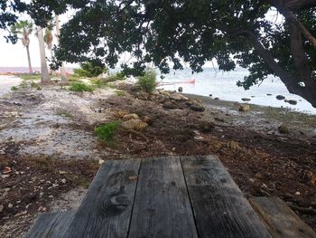 Tree stump by rocky beach