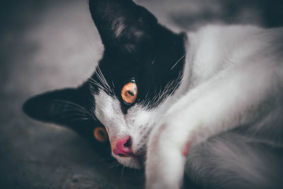 Close-up of cat lying down