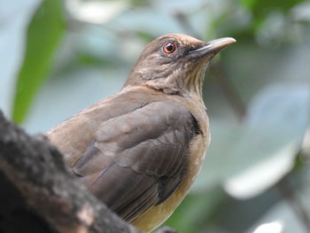 Close-up of bird perching on branch