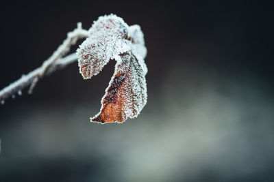 Close-up of frozen leaves