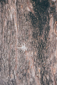 Full frame shot of rock with trees