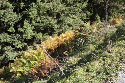 Plants growing on land in forest