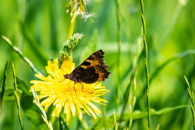 Close-up of butterfly pollinating on flower