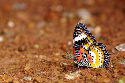 Close-up of butterfly on a field
