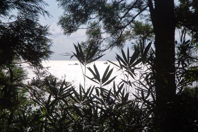 Trees growing in park