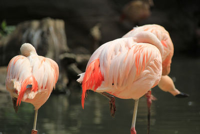 View of birds in lake