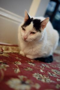 Close-up of cat looking away