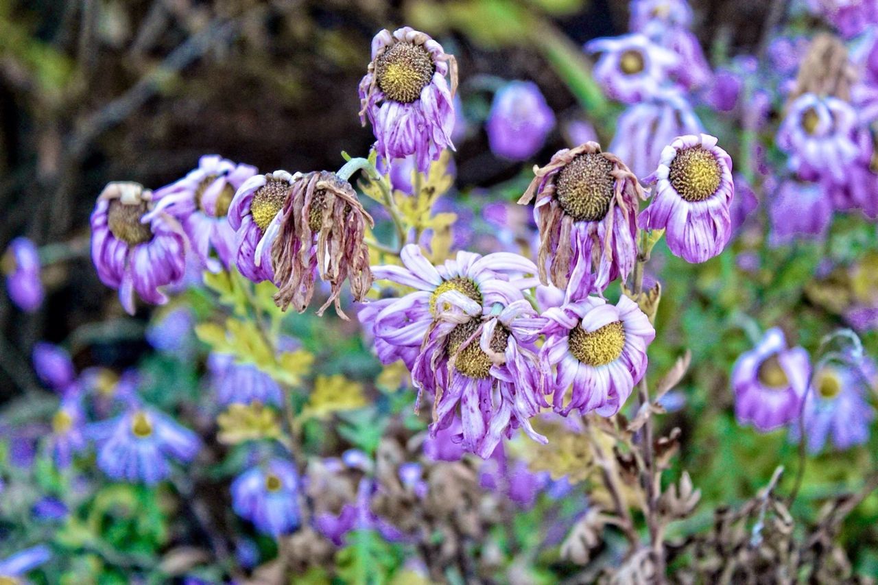 Chicago Botanic Garden