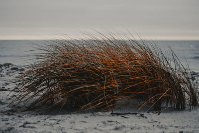 Scenic view of sea against sky during winter