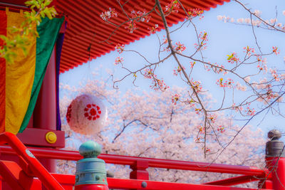 Low angle view of multi colored hanging on tree against sky