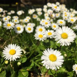 Close-up of daisies blooming outdoors