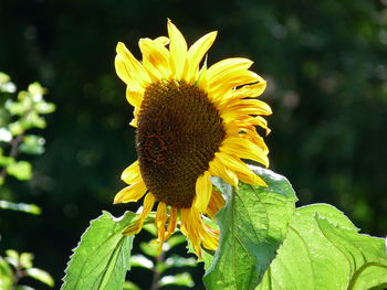 Close-up of yellow flower blooming outdoors