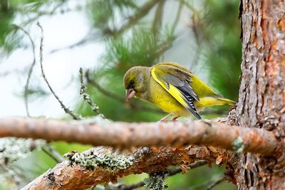 Close-up of bird perching on tree