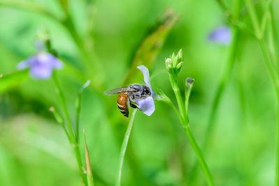 Close-up of insect on purple flower