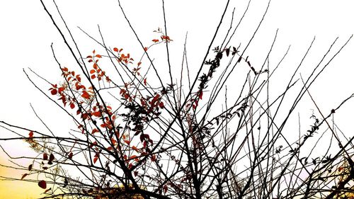 Low angle view of trees against sky