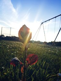 Close-up of flower blooming on field against sky