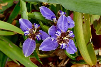 Close-up of purple flowers blooming outdoors