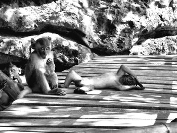 Close-up of monkey on rock