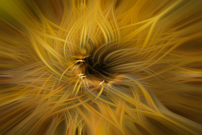 Full frame shot of yellow dandelion