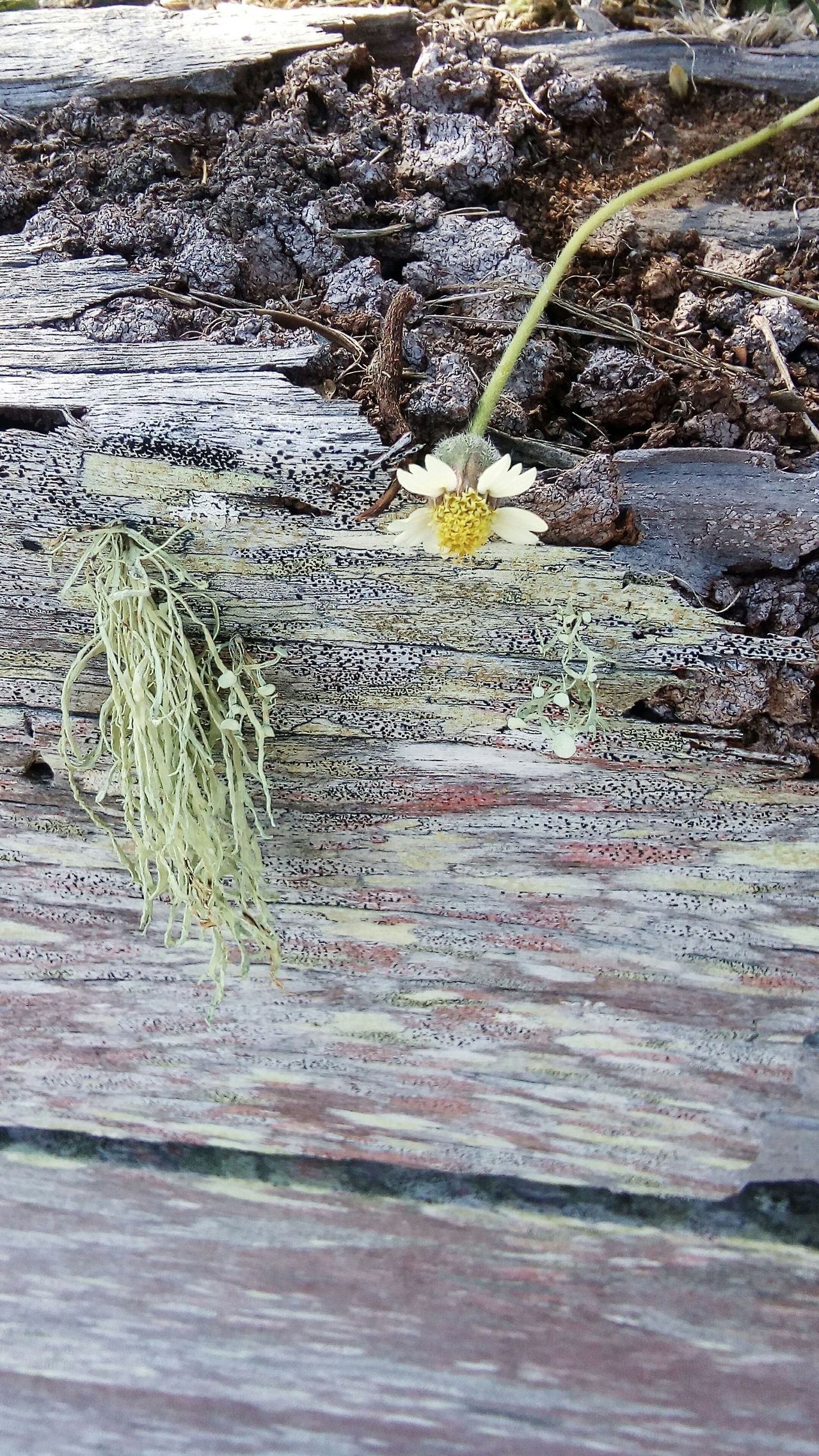 OldwoodenFence